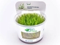 Preview: Giganten-Moos - Taxiphyllum sp. ´Giant´ in vitro